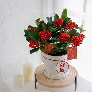 【红玉珠植物】红玉珠植物品牌,价格 - 阿里巴巴