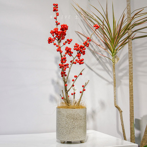 土生土长进口北美冬青盆栽带根红果耐寒盆景年宵花卉送礼冬青果