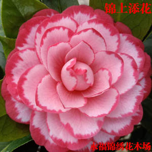 锦上添花茶花盆栽 西施红唇稀少名贵茶花品种苗室外绿植花卉盆栽
