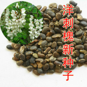 林木种子花卉苗木树种 行道绿化 刺槐种子 洋槐树种子 白花槐种子
