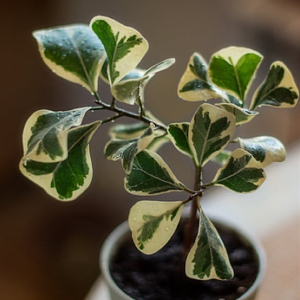 花叶三角榕金边爱心榕锦叶植物绿植盆栽室内绿植耐阴植物心形叶子