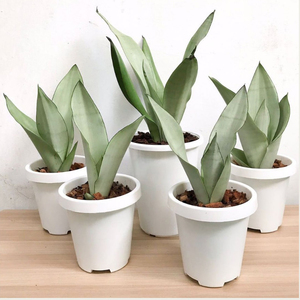 白玉虎皮兰金边虎皮兰吸甲醛多肉植物北欧桌面办公室盆栽绿植花卉