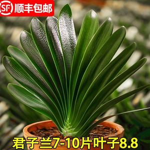 当年开花苞君子兰