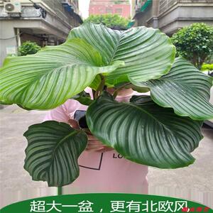 网红青苹果竹芋观叶喜阴植物绿植室内盆栽水培植物净化空气超大