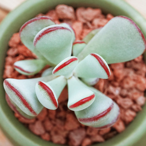 中华福娘 多肉植物 花卉植物盆栽绿植盆景 新手园艺