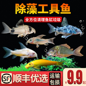 清道夫观赏鱼活体金苔鼠鱼缸清洁除藻工具小型淡水好养老鼠鱼宠物