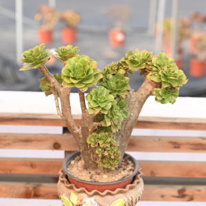 君美丽缀化法师多肉植物老桩一物一拍莲花掌属景天科盆栽阳台趣味