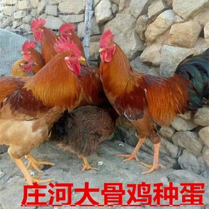 庄河大骨鸡种蛋 孵化种蛋受精蛋能孵化小鸡的鸡蛋 纯种大骨鸡种蛋