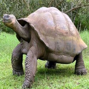 特大乌龟活体素食吃菜龟巨型宠物镇宅招财超大观赏龟活物中华草龟