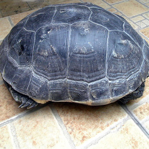 600人付款淘宝陆地巨型龟特大巨型乌龟活物大个陆地吃菜龟中国草龟