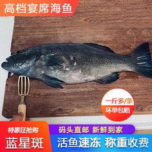 蓝星斑鲜活速冻深海海捕海鲜水产石翁鱼珍珠斑约一斤瓜子斑东星斑