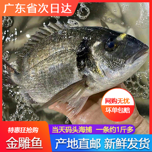 金雕鱼新鲜速冻海鲜水产刺身级别一条约一斤金古鱼金昌鱼金头雕鱼