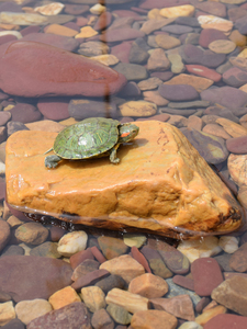 龟缸晒龟台乌龟晒背台溪黄蜡石乌龟晒台天然石头爬台趴台造景装饰