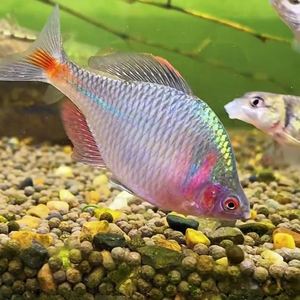 高体鳑鲏鱼七彩观赏鱼溪流淡水冷水小型好养群游鱼原生鱼小鱼包邮