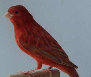 玉鸟活体金丝雀芙蓉鸣唱鸟笼养鸟扬州黄红桂皮绿桂皮辣椒红鸟丝雀