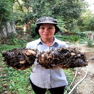 南岭山区新鲜现挖天然野芭蕉根蕉头蕉根茎叶药用干货蕉树根中药材