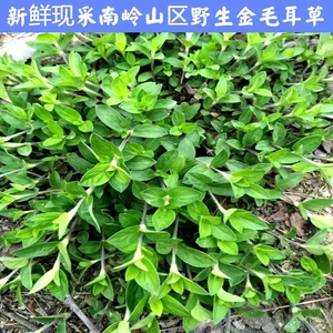 山涧小铺新鲜现采品质金毛耳草天然摊地蜈蚣食用过路蜈蚣中草药材