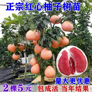 柚子树苗红心蜜柚当年结果南方种植马甲文旦地栽盆栽特大嫁接矮化