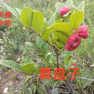 算盘子中药野南瓜柿子椒算盘珠馒头果血木瓜金瓜金骨风干货200克