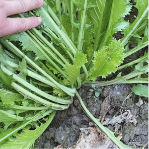 新鲜雪菜新鲜雪里红九头芥腊菜芥菜排菜腌制雪里蕻