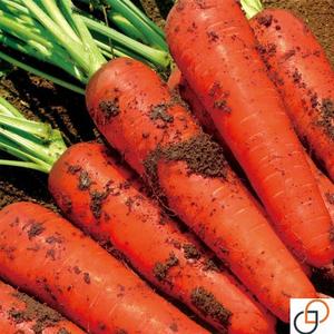 高产红胡萝卜种子农家甜樱桃水果萝卜种籽夏秋季庭院种植蔬菜种孑