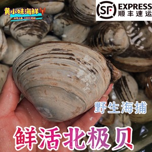 鲜活北极贝 加拿大进口新鲜海鲜刺身即食大鲜贝红肉贝壳500g