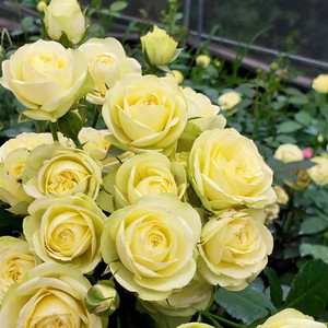 欧月灌木月季奶龙四季开花阳台庭院盆栽花苗带花包花卉开花不断