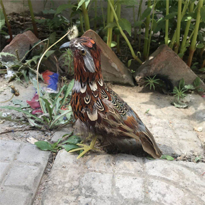 仿真羽毛鸡模型教学演示道具园林摆件小鸟竹鸡园林观赏鸡假鸡摆.