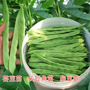 扁豆苗眉豆秧苗无架豆种子绿长豆角四季豆苗豇豆芸豆带土蔬菜苗