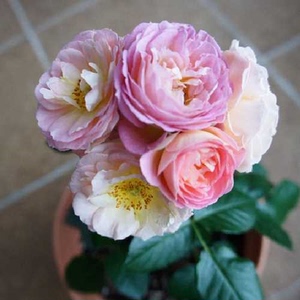 微型月季多年生盆栽花卉绿植卡布圣维托 粉蒙特室内阳台植物