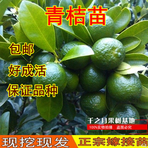 青桔苗 青金桔苗 海南青金桔树苗 小青桔子苗当年结果苗
