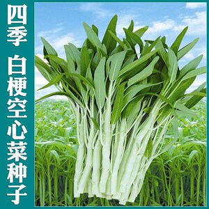 白梗大叶空心菜种籽白杆空心菜春夏秋四季耐热耐寒阳台蔬菜种孑子