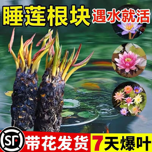 睡莲水培植物可观赏荷花盆栽水养食用藕种苗鱼缸四季好养浓香花卉