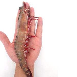 北海 红爪虾船冻深海大鬼虾斑节虾海捕生呛大虾鲜活超大冷冻整箱