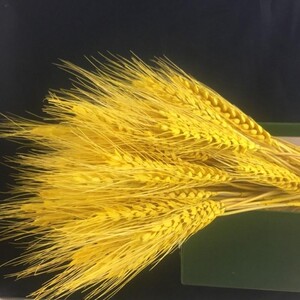 品仿真稻谷稻子假麦穗谷子塑料水稻稻穗室内摆设装饰绢花模型稻.