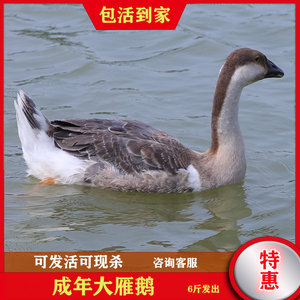 纯正散养成年雁鹅活体公母大雁鹅灰鹅土鹅朗德鹅狮头鹅下蛋鹅包活