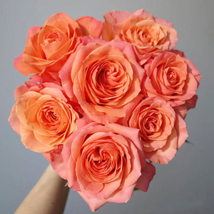 香妃月季 新品灌木大花浓香盆栽庭院花苗四季开花抗病耐寒