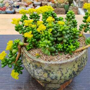 绿龟之卵多肉植物盆栽绿毛豆丸叶松绿肉肉绿植花卉办公桌防辐射