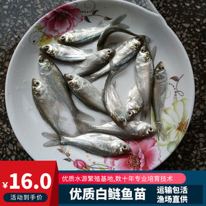 白鲢鱼苗活体淡水养殖小鱼苗四大家鱼活体饲料鲢鳙大头花鲢白鲢苗