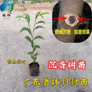 名贵苗木正宗海南沉香树苗珍贵药材奇楠沉香木苗珍稀树种