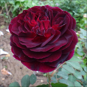 黑伍德月季紫黑色浓香月季曼斯特庭院阳台玫瑰阳台花卉绿植