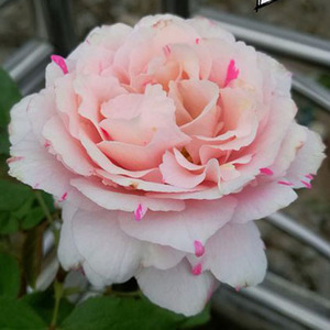 青清芸 根接伊芙月季系列 银色 实生根接花苗大花浓香四季开花