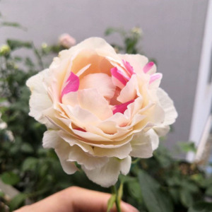 青清芸 根接伊芙月季系列皇室婚礼卡莱姆卡勒姆大花浓香四季开花