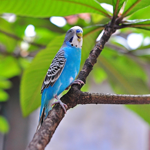 鸟活体鹦鹉宠物鸟虎皮黄化情侣一对云斑玄凤说话家养观赏鸟活物