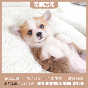 纯种柯基犬幼犬活体宠物狗短毛双色三色小短腿幼崽小中型宠物狗