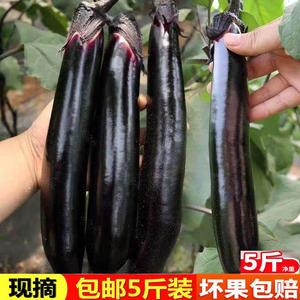 东北特产茄子蔬菜产地新鲜紫长茄子紫立人602 现摘斤