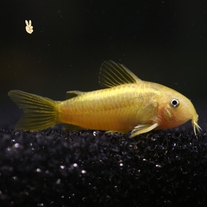 诚森底栖小白鼠鱼咖啡花椒珍珠金苔鼠三间鼠琵琶清道夫热带观赏鱼