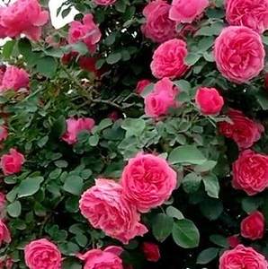 欧洲月季灌木藤本月季蔷薇花苗大花浓香院栽植物四季开花玫瑰盆栽