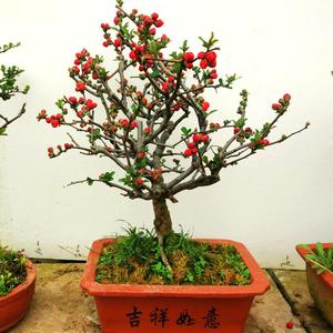 【贴梗海棠】日本海棠花苗盆栽盆景室内外绿植物花卉观花庭院