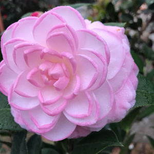 桃花公主山茶花盆栽带花苞菲利克斯名贵品种粉色室内阳台开花植物